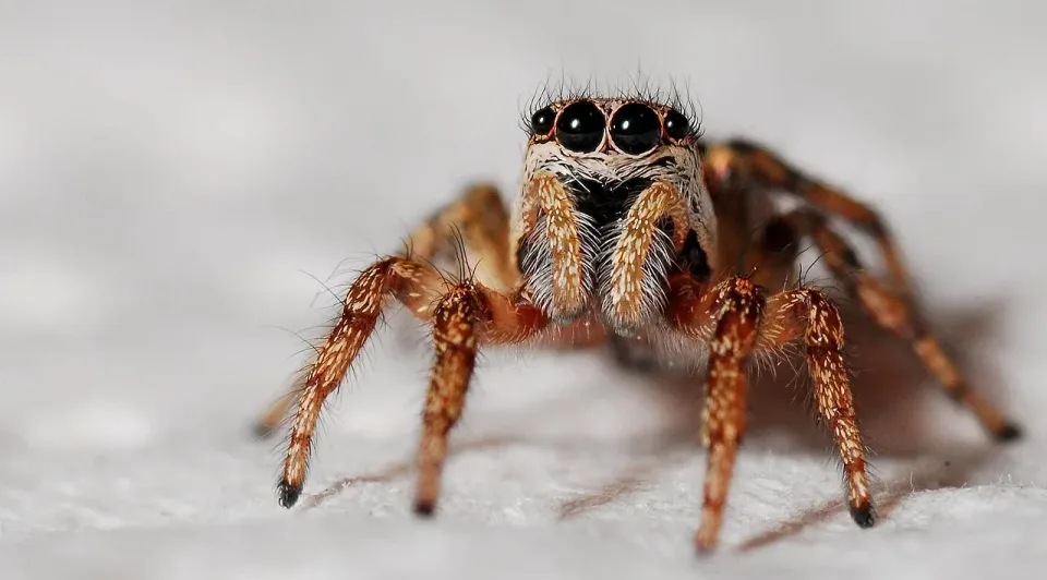 Jumping Spider — Pest Control Jumping Spider — Pest Control